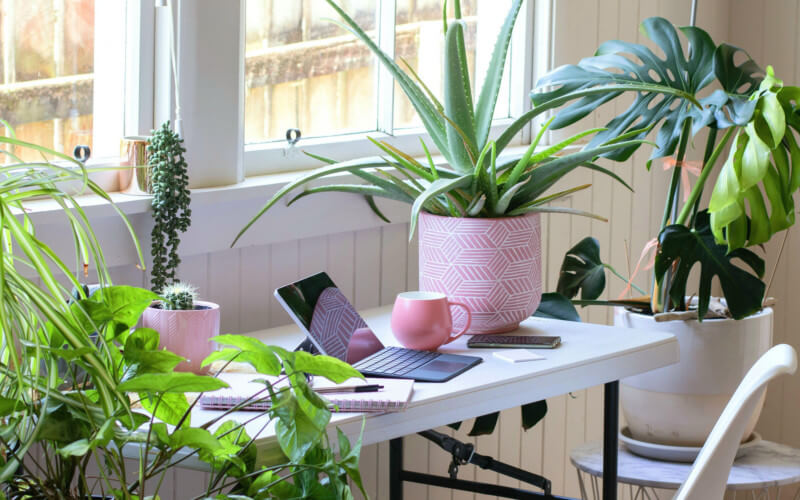Add Air-Purifying Plants for a Healthier Home