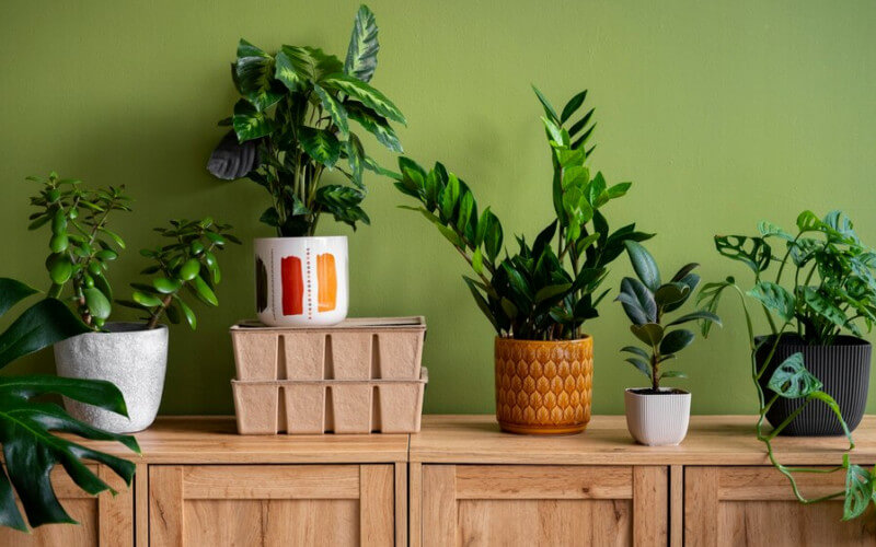 Use Grouping for Easier Watering and Humidity